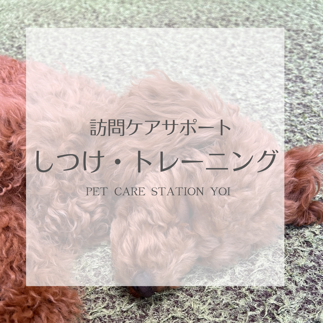 6ヶ月トイプードルさんしつけトレーニング＊ペットケアステーションYOI【広島】